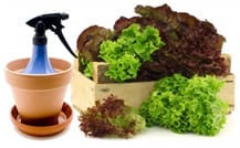 lettuce-sprayer